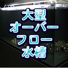 �緿�����С��ե������������